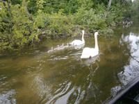 Ein Schwanenpaar mit ihren sechs Jungen