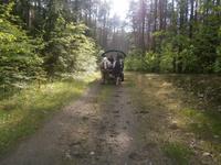 Durch den masurischen Wald ging es der Hochzeit entgegen