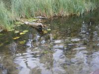 Alles naturbelassen