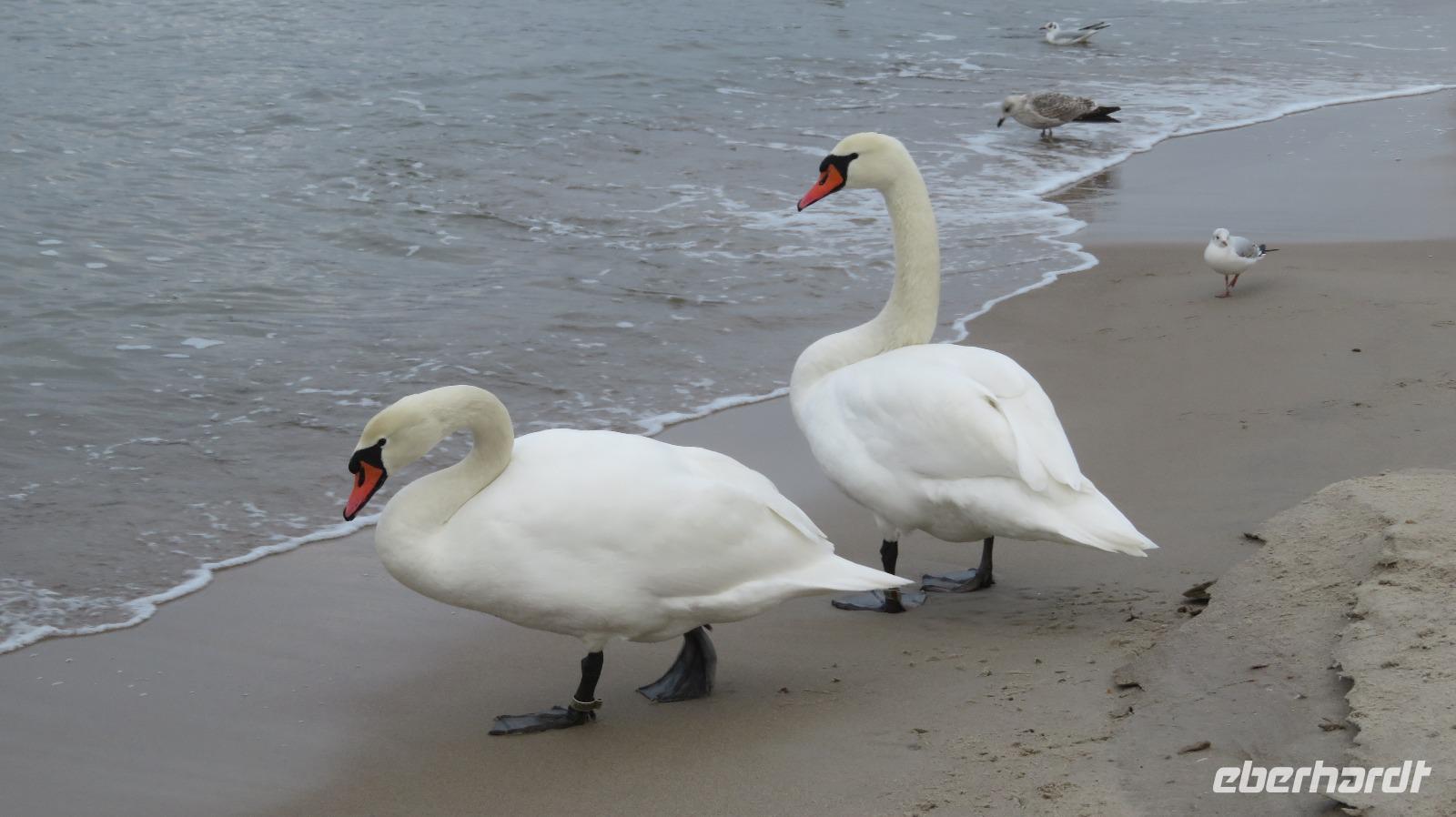 Schwäne