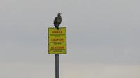Junger Kormoran