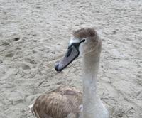 Junger Schwan