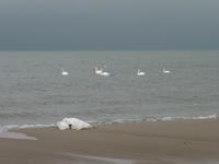 Polnische Ostsee