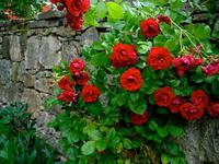 Schloß Stonsdorf -Trockenmauer mit roten Rosen