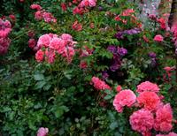 Schloß Stonsdorf - Blumenpracht 