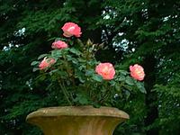 Schloß Stonsdorf - Sandsteinvase mit Rosen
