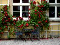Schloß Stonsdorf - Stillleben mit Rosen