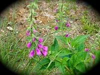 im Riesengebirge - Fingerhut