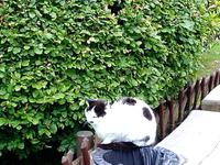 Katze bei der Kirche Wang