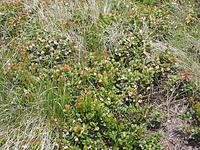 blühende Preiselbeeren