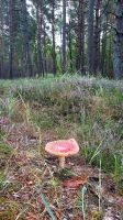 053 - Radweg von Pogorzelica bis Mrzezyno