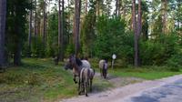 092 Wildpferde in der Johannisburger Heide