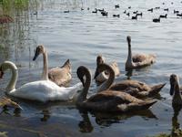 Schwäne im Czossee in Mragowo 