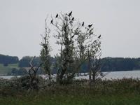 Schifffahrt nach Lötzen - Kormoraninsel