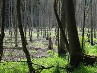 Johannisburger Heide