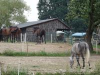 Gestüt in Galkowo