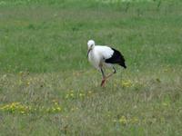 auf der Fahrt nach Wojnowo