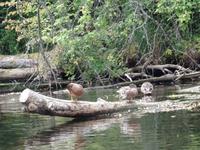 Krutyn - Während der Staker- Fahrt auf der Krutynia