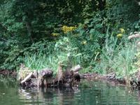 Krutyn - Während der Staker- Fahrt auf der Krutynia