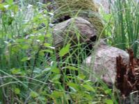 Krutyn - Während der Staker- Fahrt auf der Krutynia, von Bibern zernagter Baum