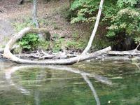 Krutyn - Während der Staker- Fahrt auf der Krutynia