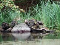 Krutyn - Während der Staker- Fahrt auf der Krutynia