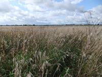 ...ein Bett im Kornfeld...