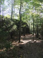 monströse Bunker im malerischen Wald