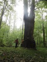 es brauchte 6 Personen um diese gewaltige Eiche zu umarmen