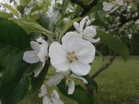 Blütenpracht im Garten des Bauernmuseum