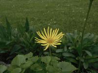 Blütenpracht im Garten des Bauernmuseum