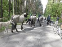 die Pferde interessierten sich für uns genauso wie wir uns für sie