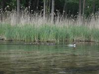 eine Entenfamilie während der Paddeltour