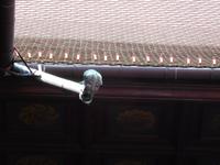 Wasserspeier im Collegium Maius - Krakau