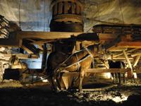 Pferdeeinsatz unter Tage