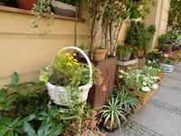 blumige Gassen Breslau