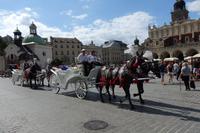 Eine Augenweide sind die weißen Kutschen mit den hübsch geschmückten Pferden