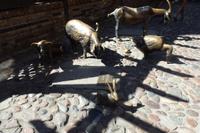 Diese Tiere foindet man auch in der ehemaligen Fleischergasse