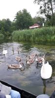 jetzt begleitet uns die ganze Schwanenfamilie mit 8 Jungschwänen
