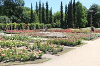 Rosengarten Rozanka in Stettin