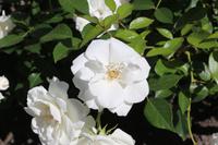 Rosengarten Rozanka in Stettin