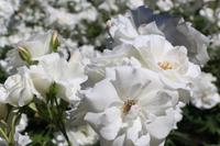 Rosengarten Rozanka in Stettin