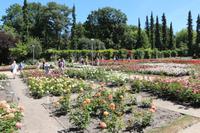 Rosengarten Rozanka in Stettin