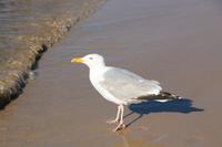 Spaziergang in Misdroy an der polnischen Ostsee