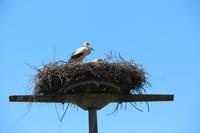 Spaziergang in die Oderauen im Nationalpark Unteres Odertal