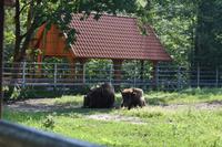 Wisent