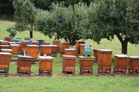 Bienen in Dygowo