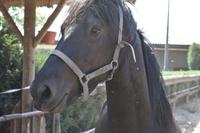 Reiterhof Michalski in Budzistowo