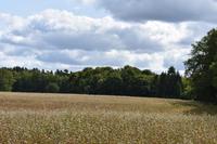 Buchweizen-Feld in Pommern