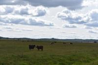 Viehweide in Pommern